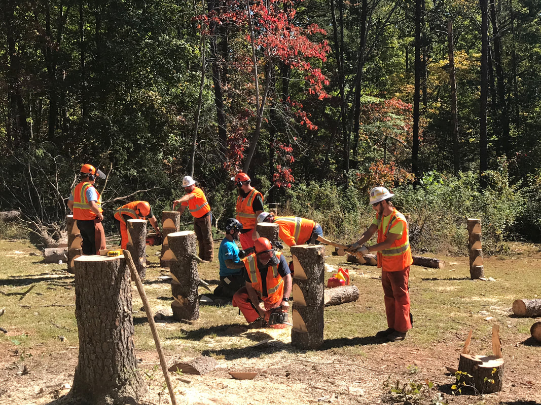 ArborMaster L1 Precision Tree Felling, Chainsaw Safety & Handling course
